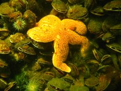 Asterias Rubens between its meal.(mussels)picture taken i... by Ronald Slooter 